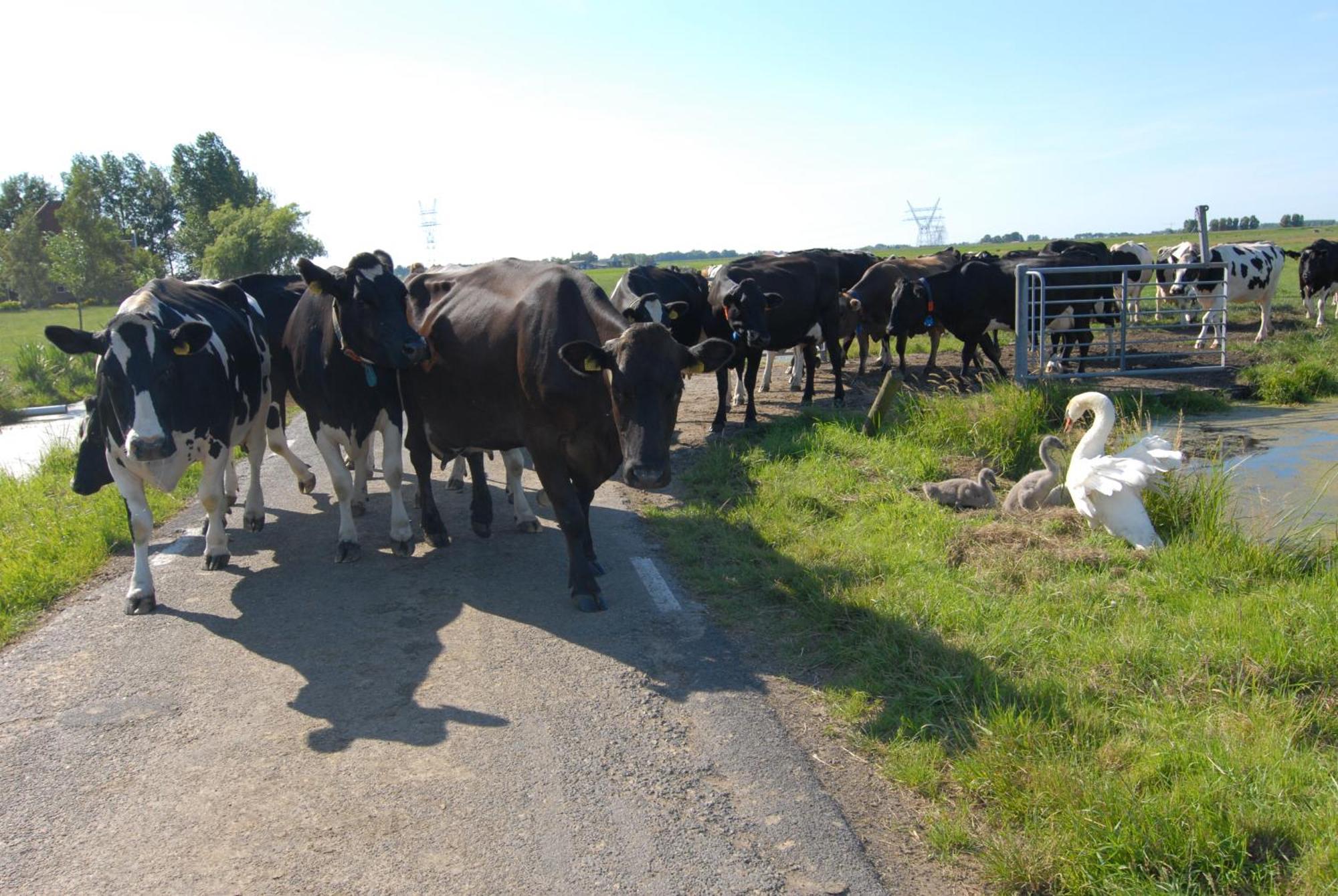 Farm Overleekerhoeve Monnickendam Kültér fotó